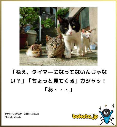 動物のボケて貼って下さい