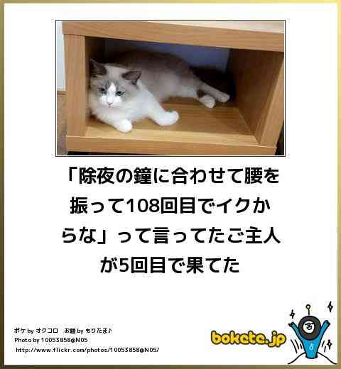 動物のボケて貼って下さい