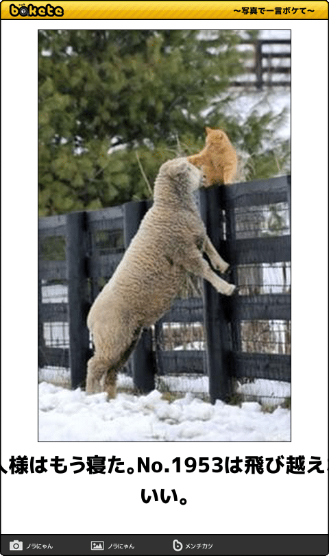 動物のボケて貼って下さい