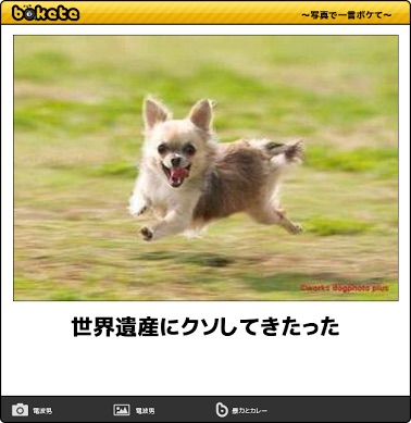 動物のボケて貼って下さい