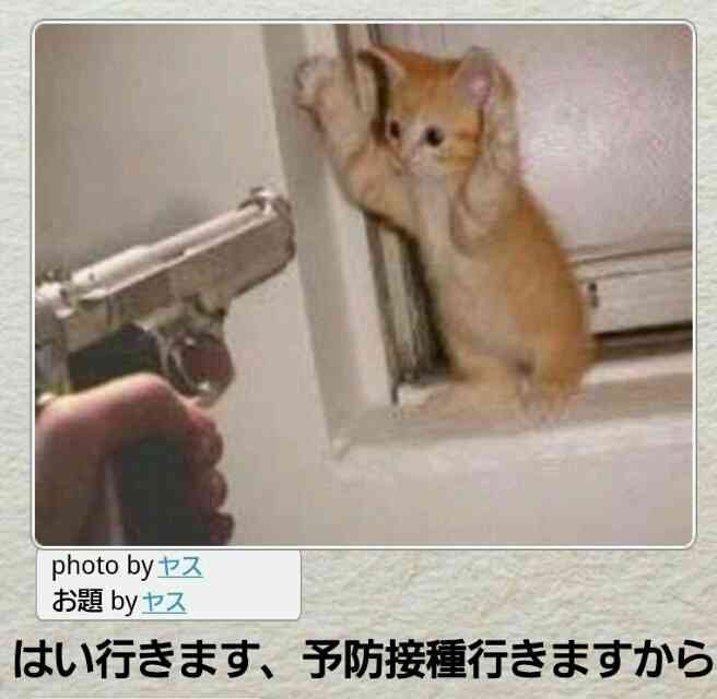 動物のボケて貼って下さい