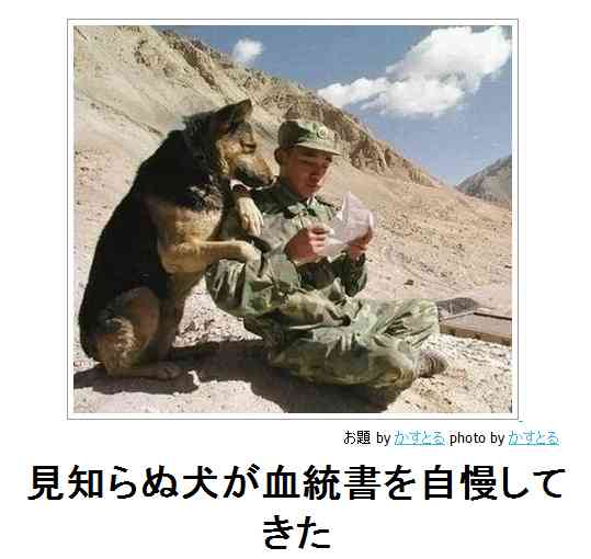 動物のボケて貼って下さい