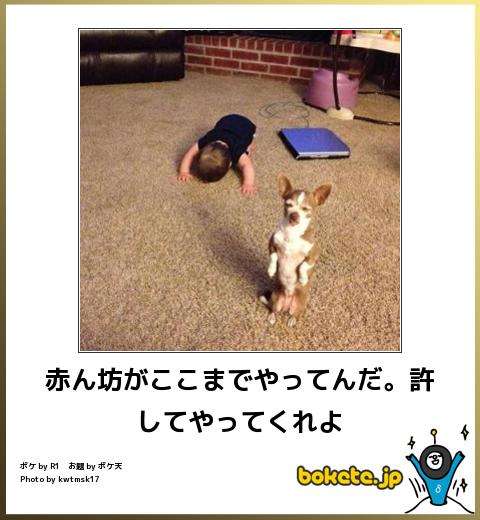 動物のボケて貼って下さい