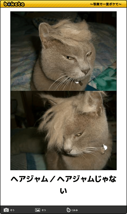 動物のボケて貼って下さい