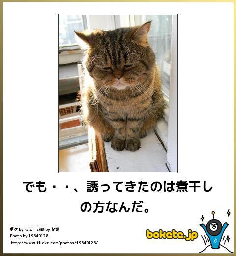 動物のボケて貼って下さい