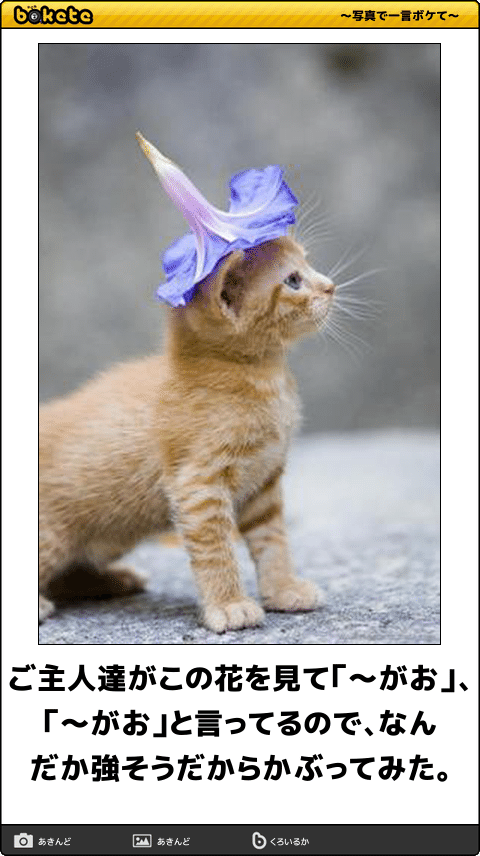 動物のボケて貼って下さい