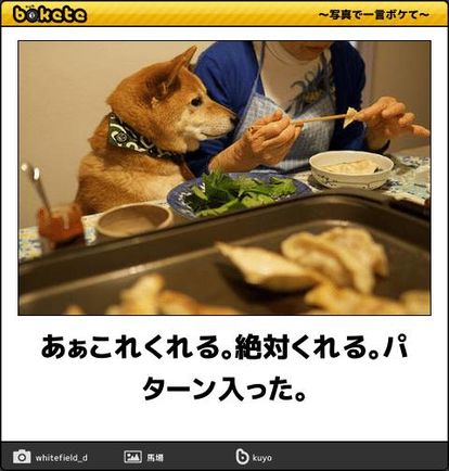 動物のボケて貼って下さい