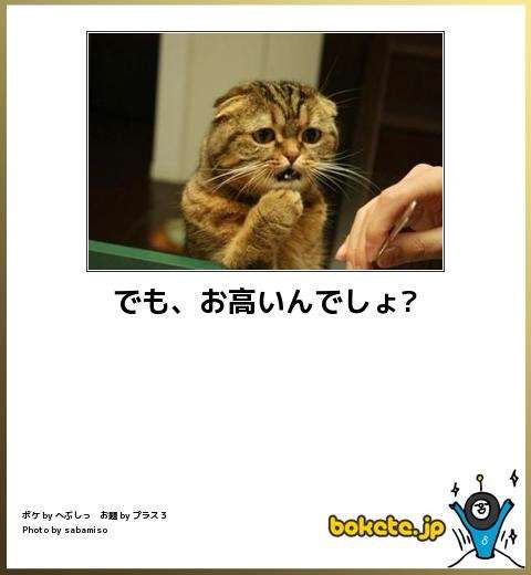 動物のボケて貼って下さい