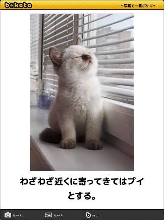 動物のボケて貼って下さい