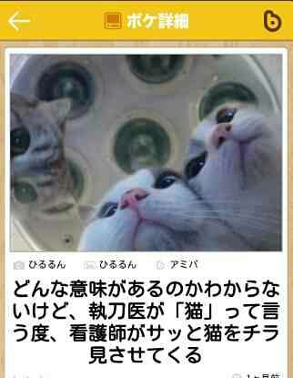 動物のボケて貼って下さい