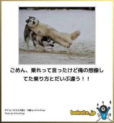 動物のボケて貼って下さい