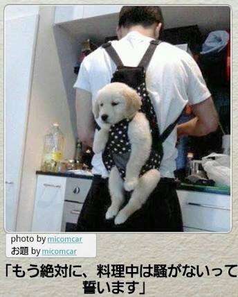動物のボケて貼って下さい