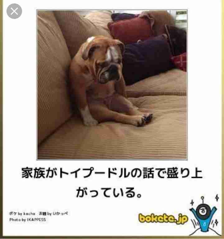 動物のボケて貼って下さい