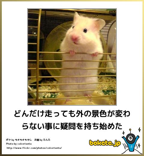 動物のボケて貼って下さい