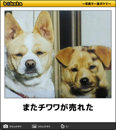 動物のボケて貼って下さい