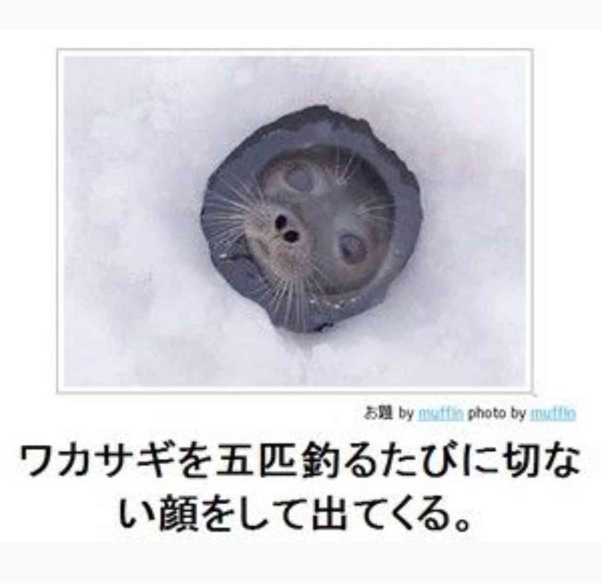 動物のボケて貼って下さい