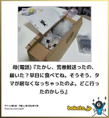 動物のボケて貼って下さい