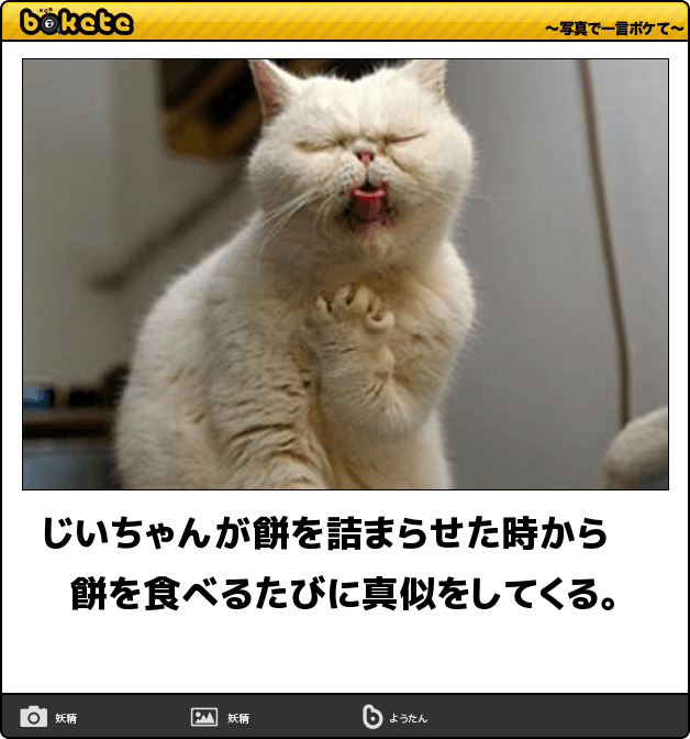 動物のボケて貼って下さい
