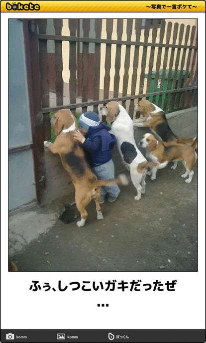 動物のボケて貼って下さい