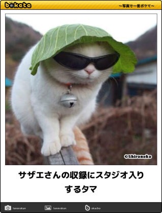 動物のボケて貼って下さい