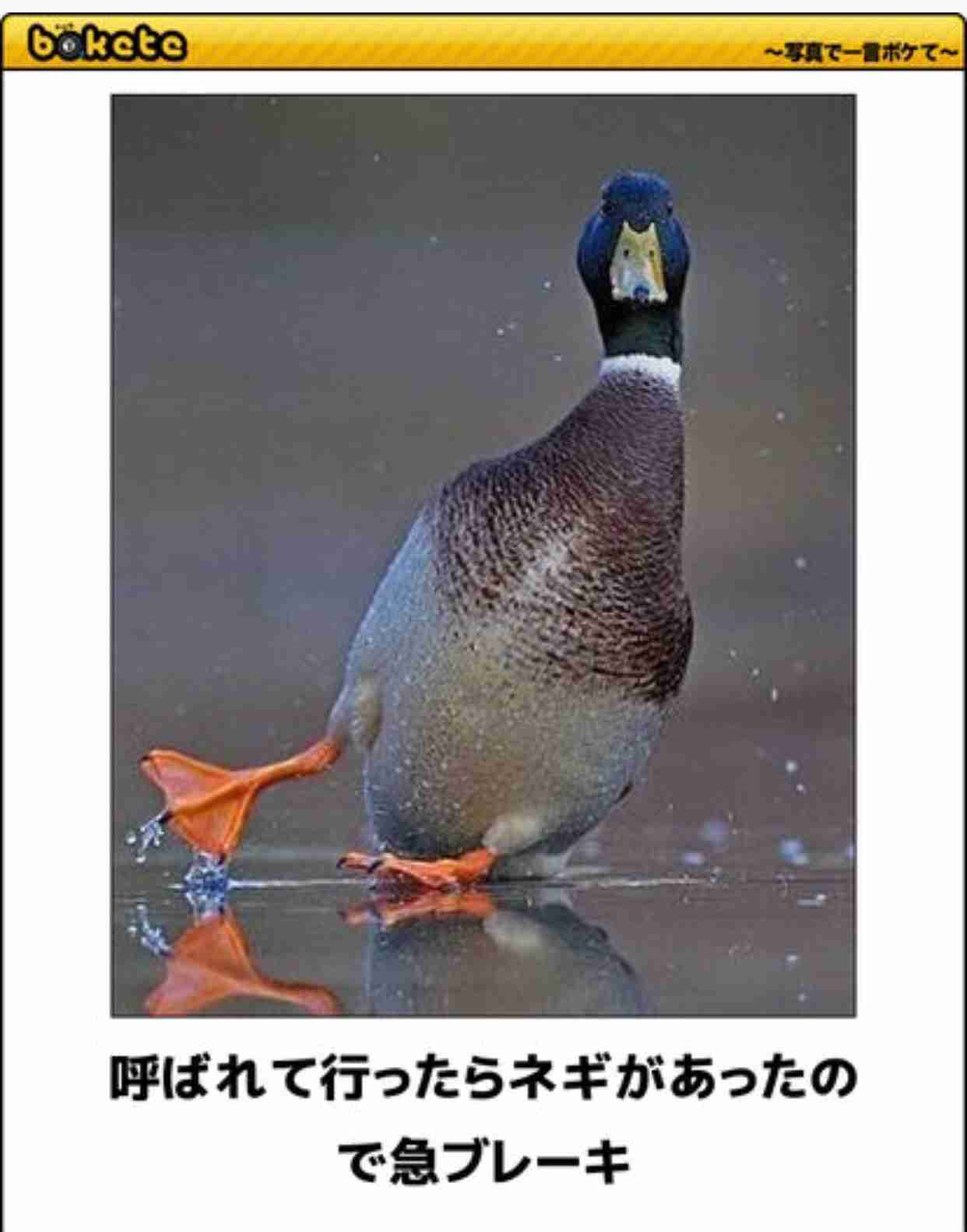 動物のボケて貼って下さい