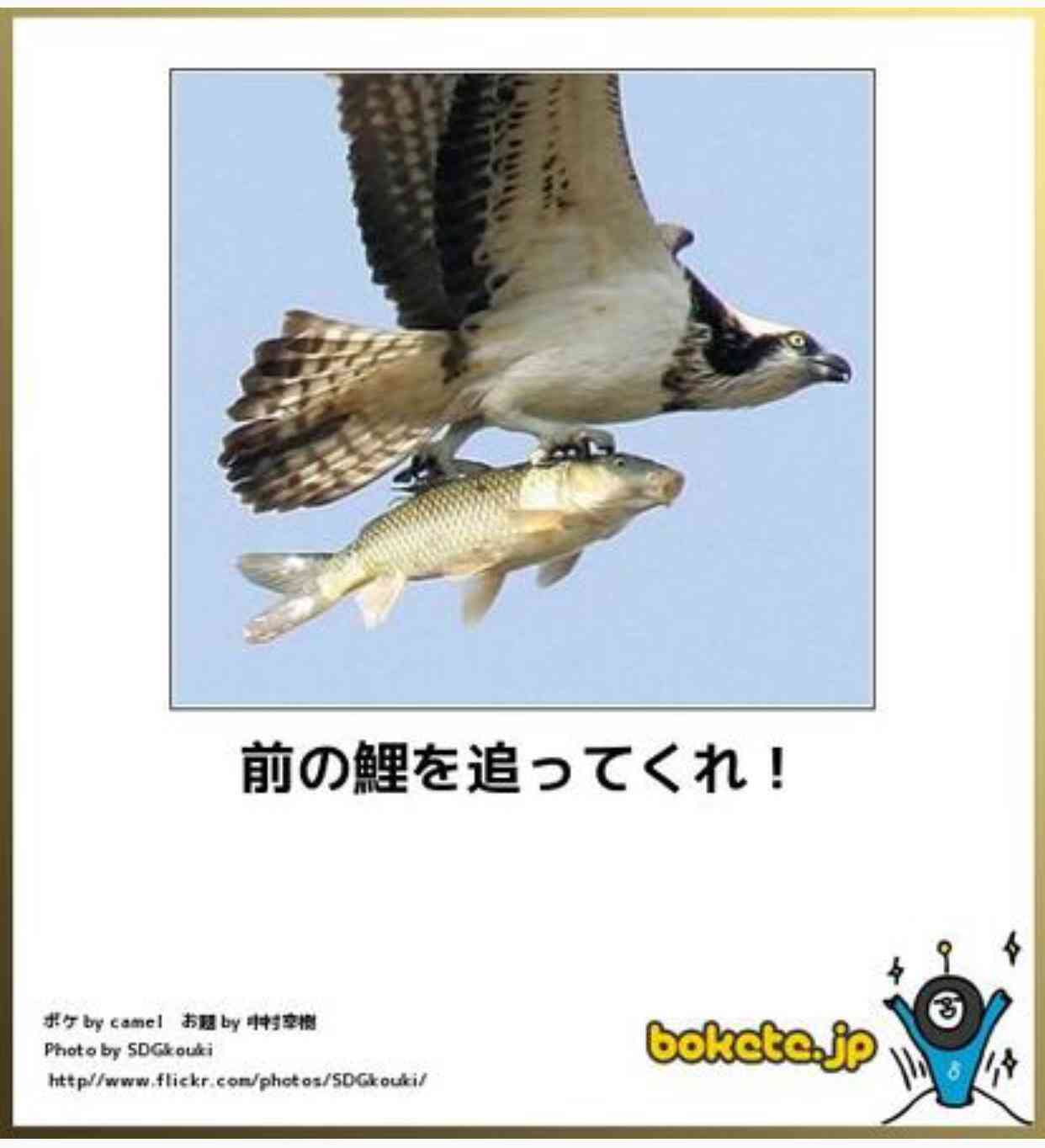 動物のボケて貼って下さい