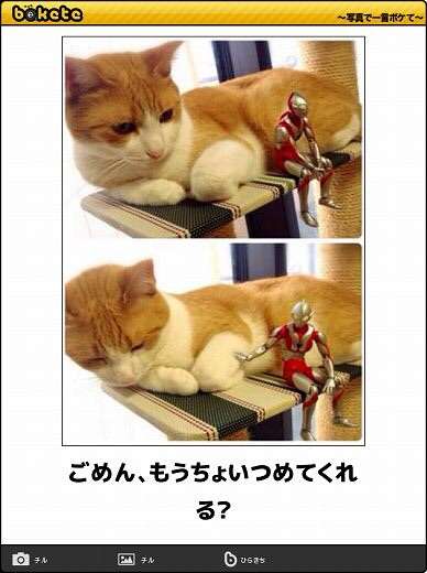 動物のボケて貼って下さい