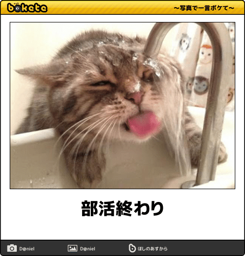 動物のボケて貼って下さい