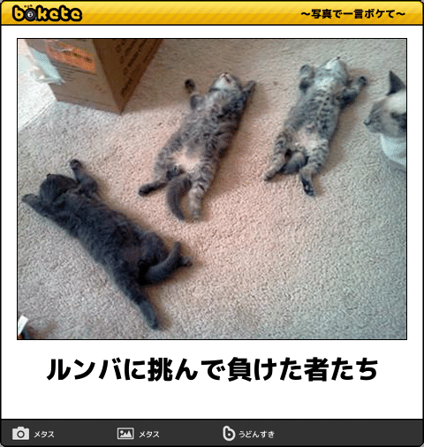 動物のボケて貼って下さい