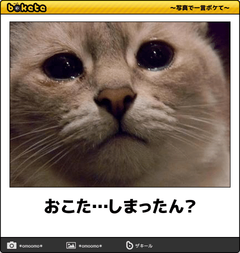 動物のボケて貼って下さい