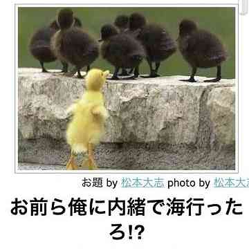 動物のボケて貼って下さい