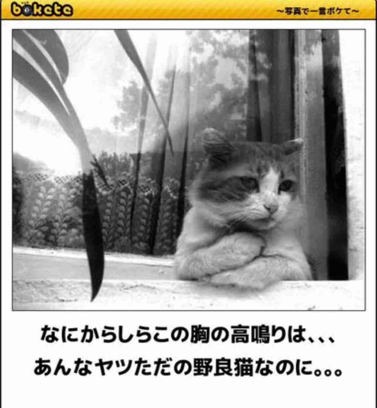 動物のボケて貼って下さい