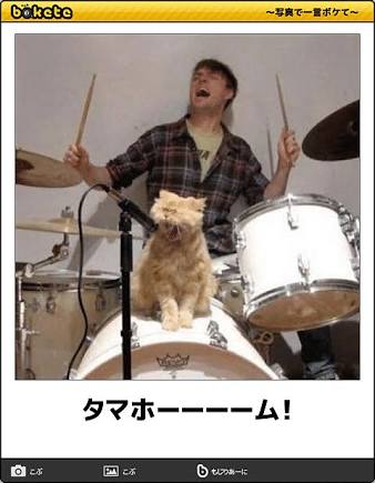 動物のボケて貼って下さい