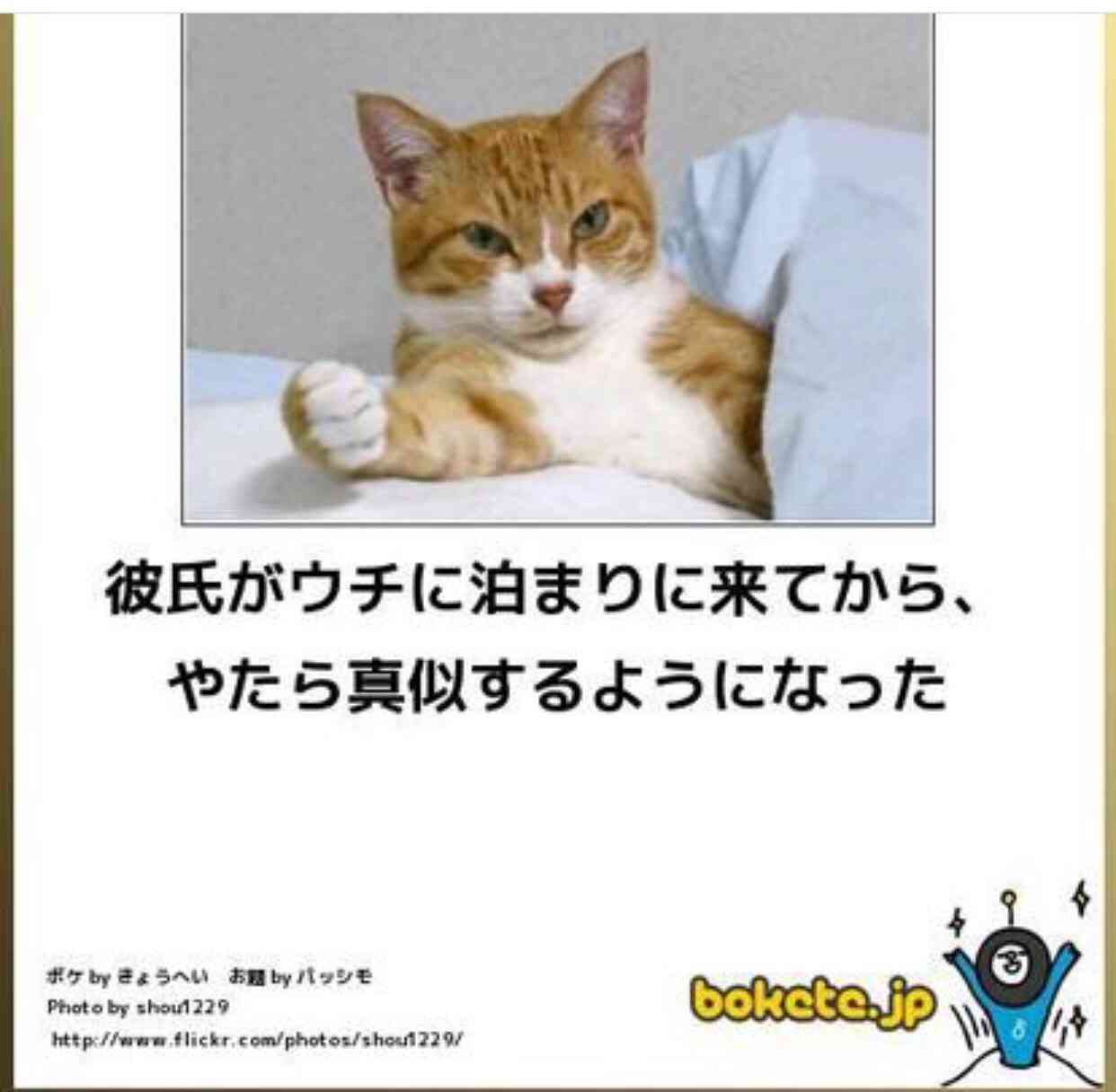 動物のボケて貼って下さい