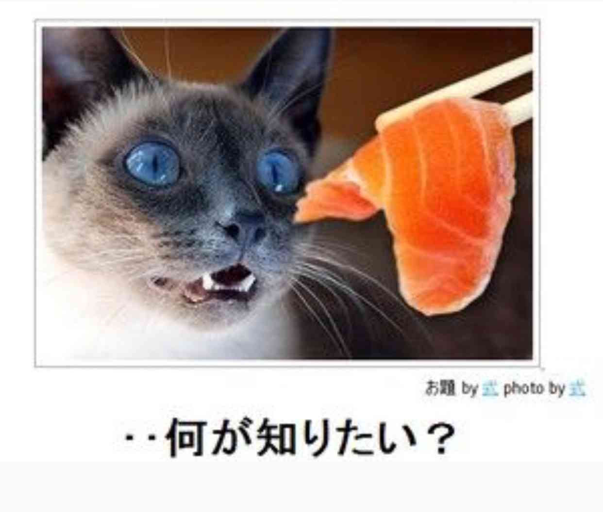 動物のボケて貼って下さい