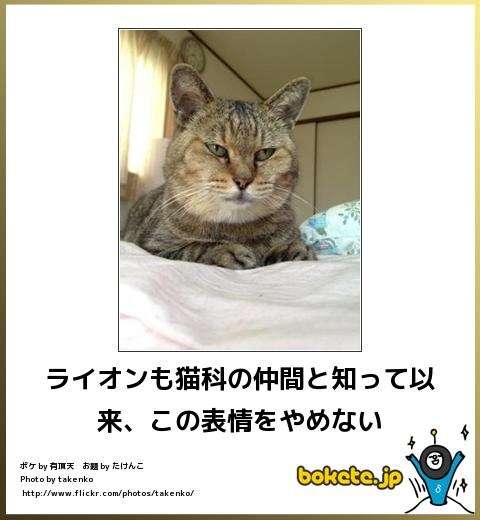 動物のボケて貼って下さい