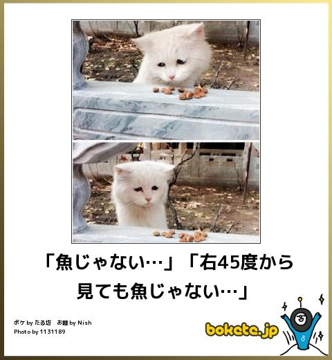動物のボケて貼って下さい