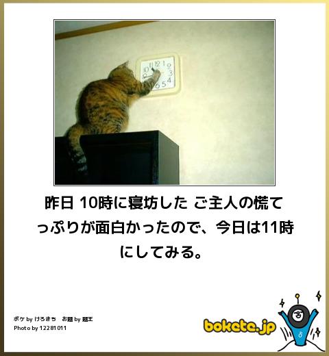 動物のボケて貼って下さい