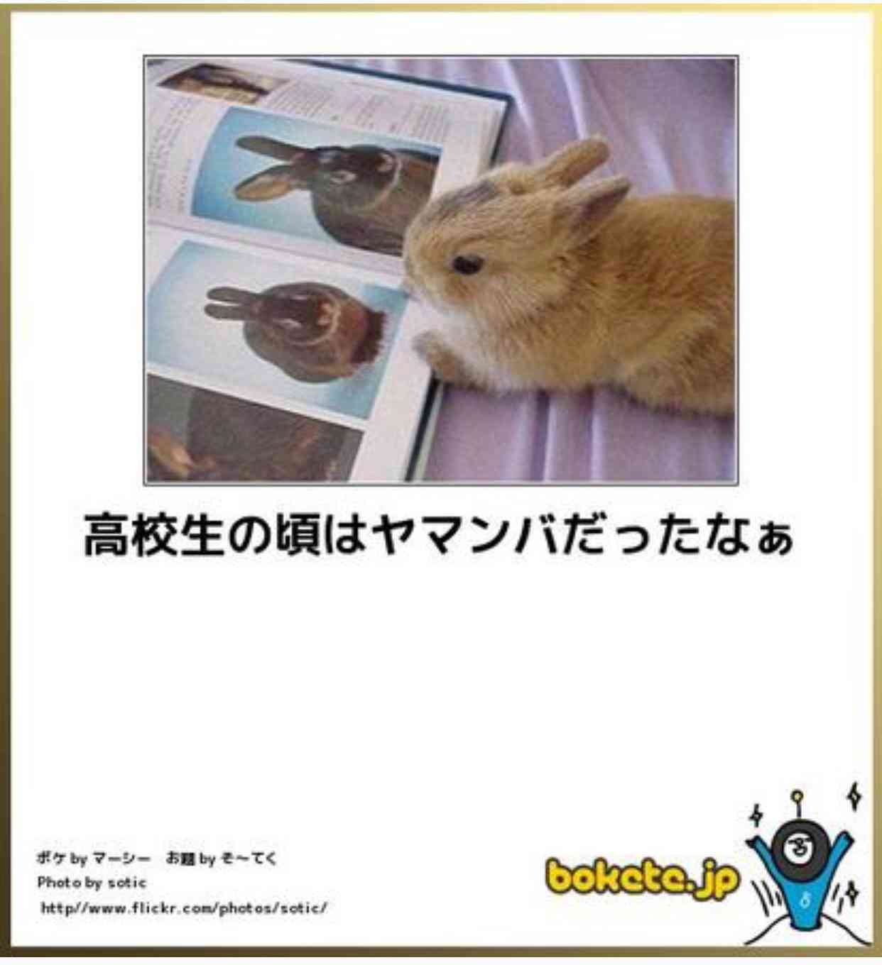動物のボケて貼って下さい