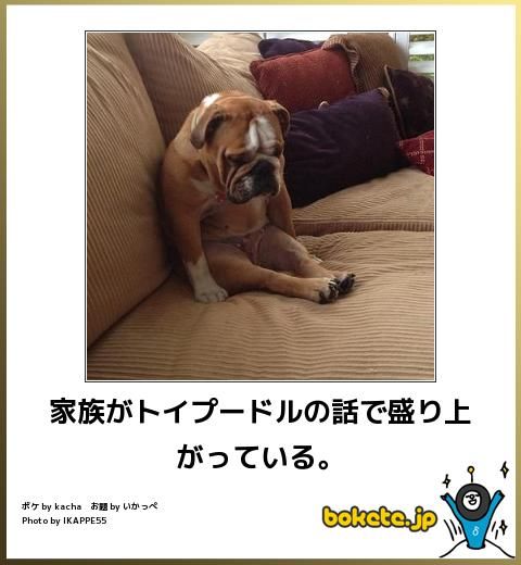 動物のボケて貼って下さい