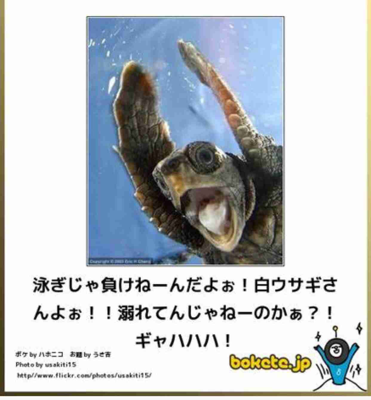 動物のボケて貼って下さい