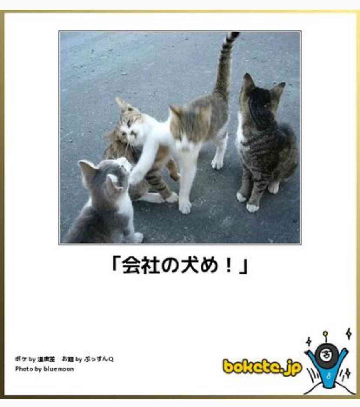 動物のボケて貼って下さい