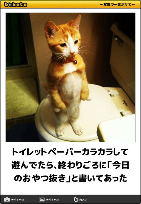 動物のボケて貼って下さい