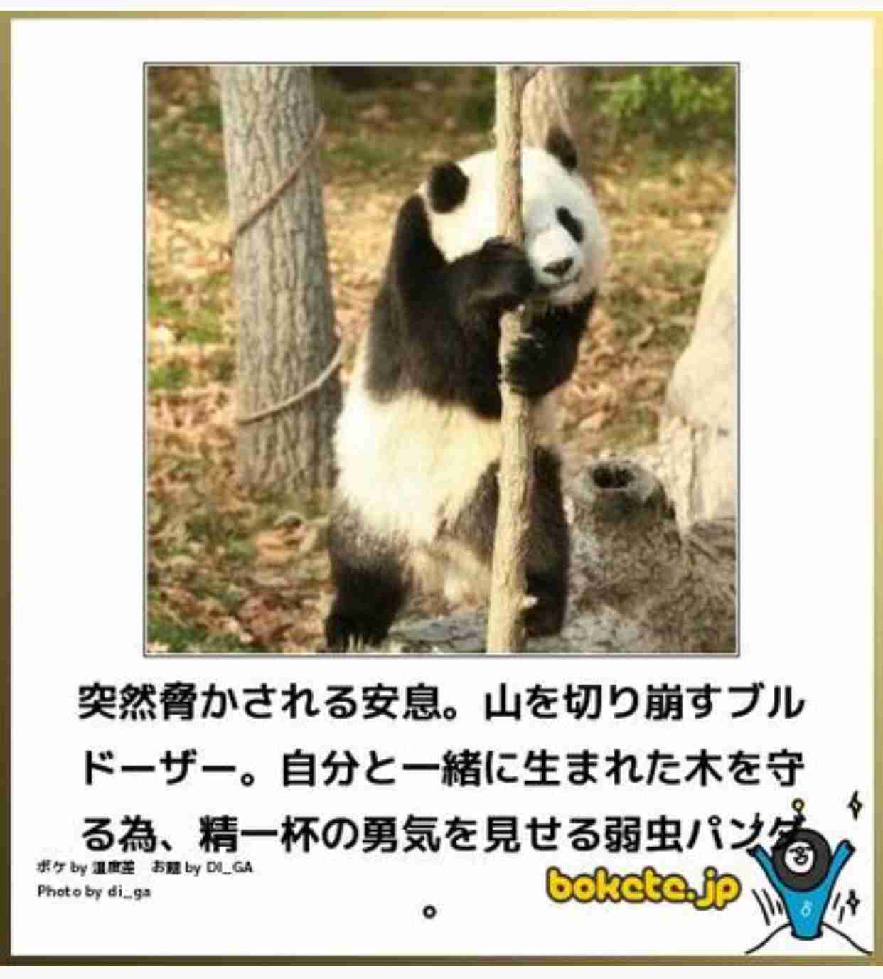 動物のボケて貼って下さい