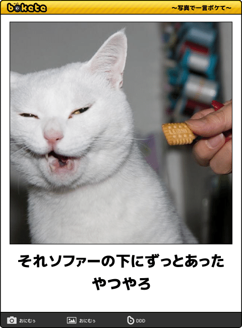 動物のボケて貼って下さい