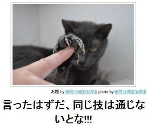 動物のボケて貼って下さい