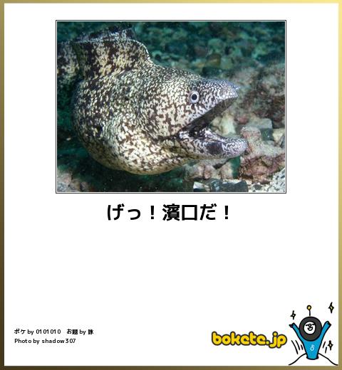 動物のボケて貼って下さい