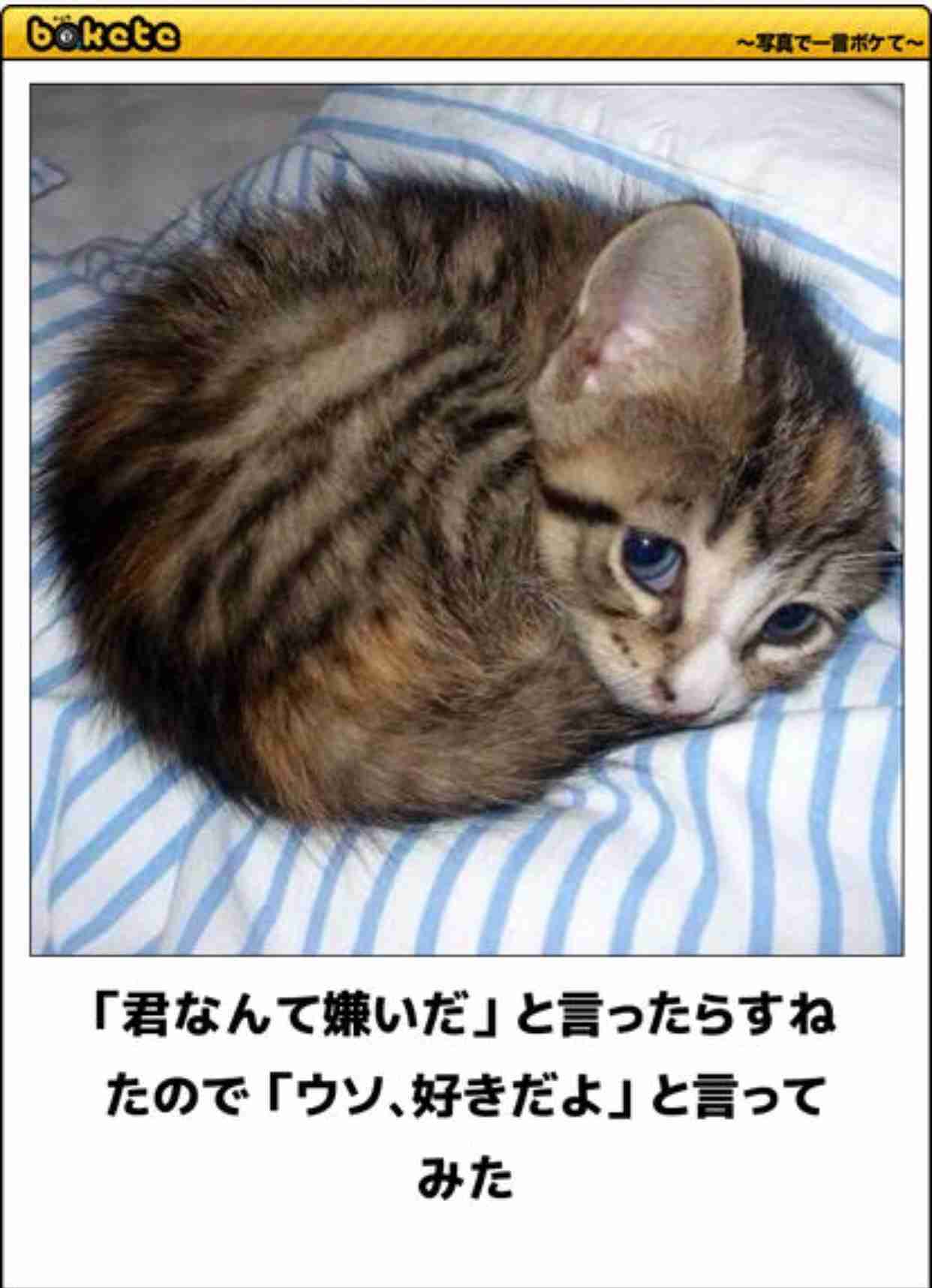 動物のボケて貼って下さい