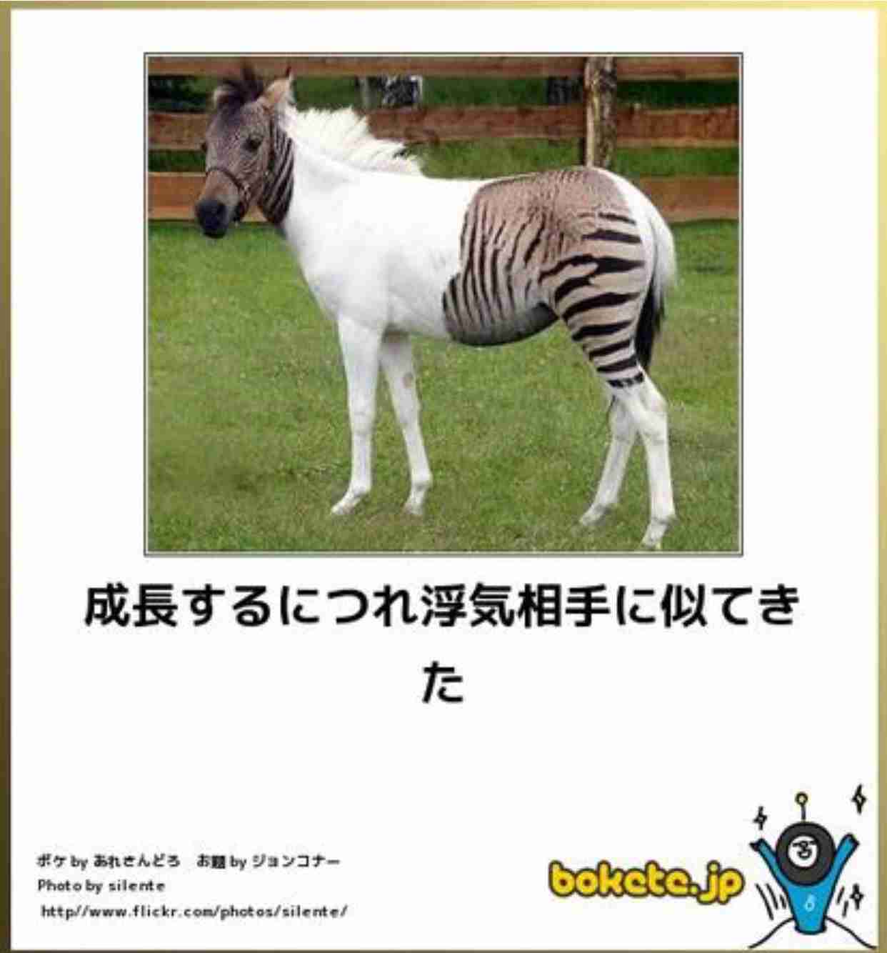 動物のボケて貼って下さい