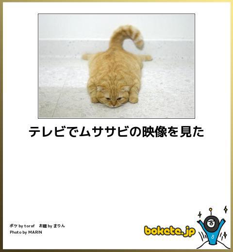 動物のボケて貼って下さい